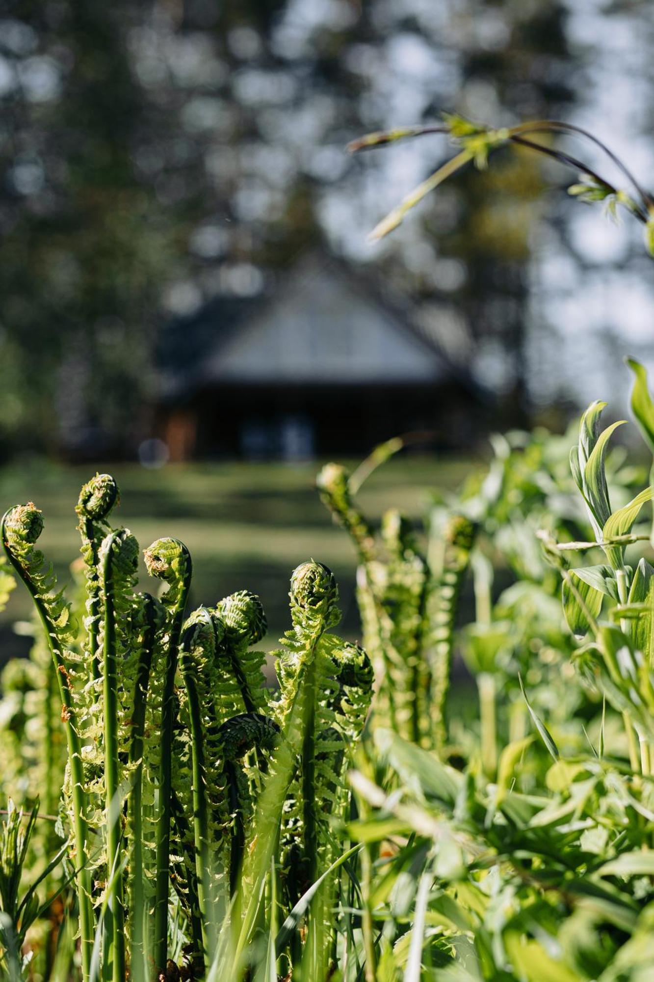 "Gaujmale" Sauna House In Nature Ilkene Luaran gambar